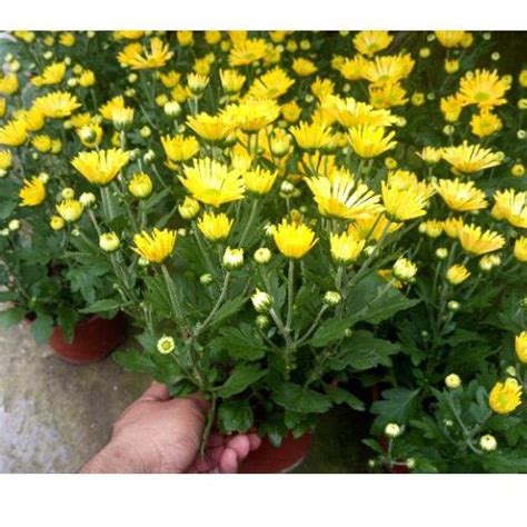 Anak Pokok Bunga Kekwa Kuning Live Plants Chrysanthemum Potted Plants