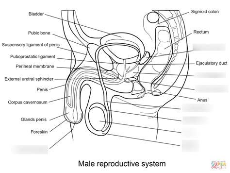 Male Reproductive System Quiz Diagram Quizlet
