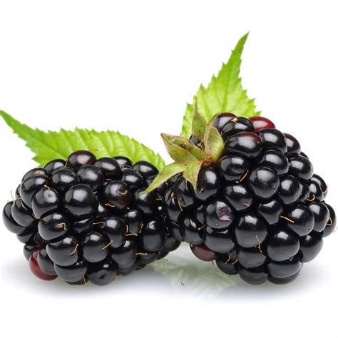 Why Blackberries Are Bitter And How To Fix It Ask The Food Geek