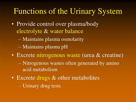 Ppt The Urinary System Powerpoint Presentation Free