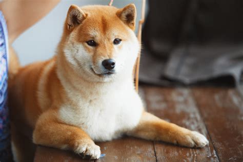 The Shiba Inu Lifespan How Long Do Shiba Inu Dogs Live