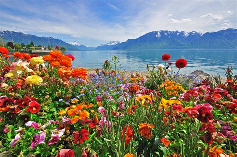 Flowers In Swiss Alps Royalty Free Stock Images Image 31980119