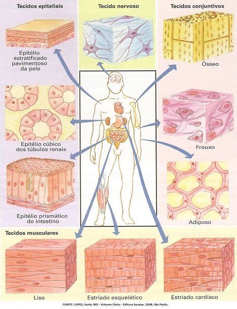 ideas de Tejidos del cuerpo humano tejidos del cuerpo humano histología anatomia y fisiologia