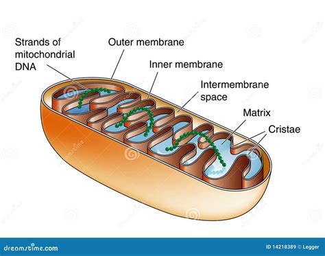 Mitochondria Stock Vector Illustration Of Space Mitochondria 14218389