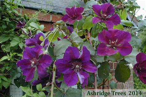 If you don't prune regularly, and by regularly we mean once a year, it will manifest in the form of a mass of stems tangled here and there and the flowers produced will be well above eye level so you won't be able to enjoy them and. Pruning Group 3 Clematis - Advice | Ashridge Trees