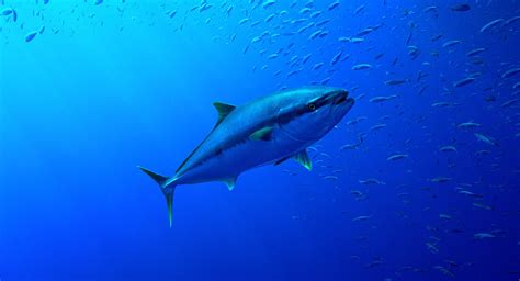Tuna, swordfish longliners benefit most from Trump's ...