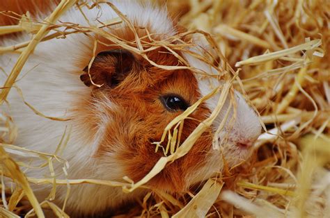 Free Images Sweet Cute Wildlife Fur Small Mammal Hamster