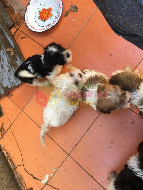 Shih Tzu Poodle Mix Puppies For Sale In Spanish Town St Catherine Dogs