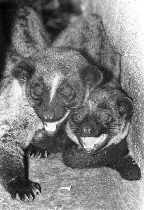 Small Toothed Palm Civets San Diego Zoo 100