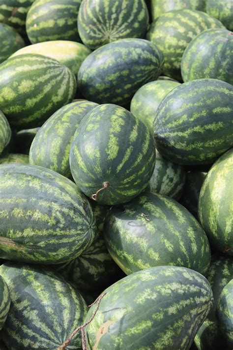 The Ultimate Guide To Growing Watermelons Methods Tips And Tricks