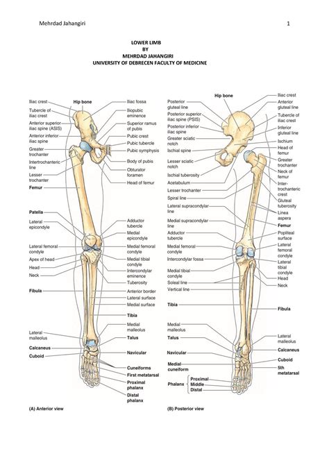 Lower Limb Mehrdad Short Notes From Moores Anatomy Text Book