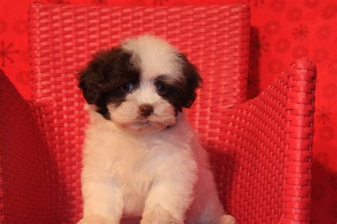 Find dog breeders near me right here! Angie's Havanese Puppies | California Havanese Puppies
