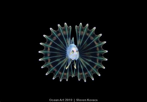 3rd Place Blackwater Ocean Art 2019 Steven Kovacs Underwater