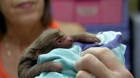 Bbc One Natures Miracle Orphans Series 1 Episode 2 Tiny The Two
