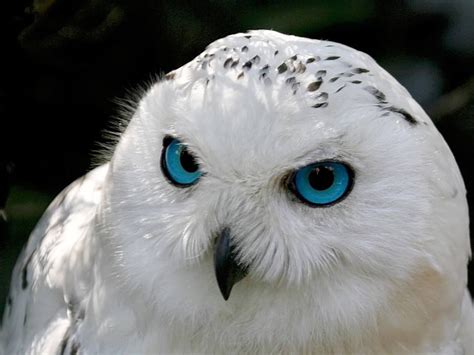 Blue Eyed Snowy Owl Pet Birds Cute Animals Animals Beautiful