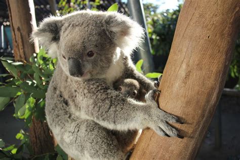 First Koala Joey Of The Season At Taronga Zoo Zooborns