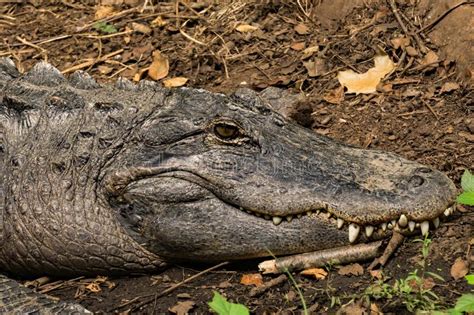 Closeup Of An American Alligator Stock Image Image Of Carolina