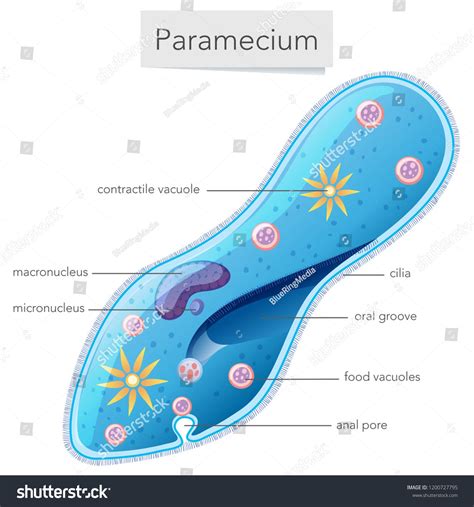 Paramecium Bacteria Science Diagram Illustration Ad Sponsored
