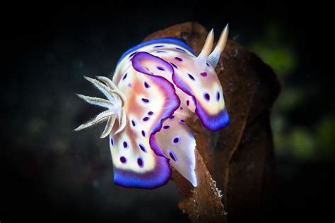 National Geographic Deep Sea Creatures Beautiful Sea Creatures Sea Slug
