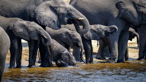 The Big 5 Elephants Chobe National Park Kadealo Travel