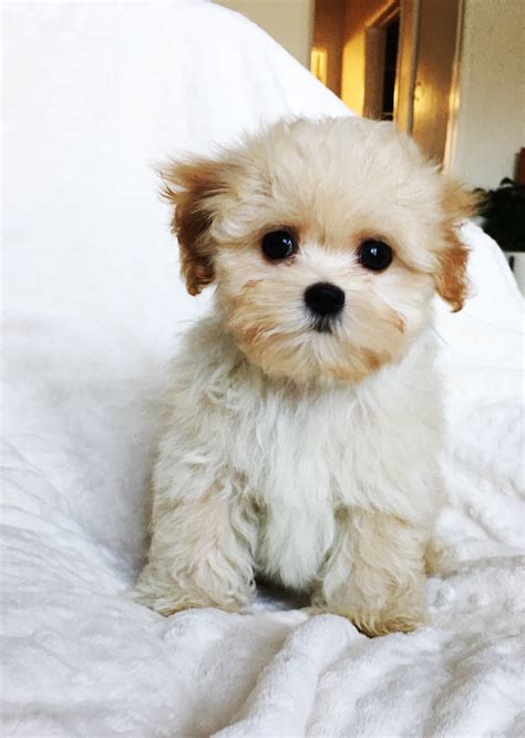Teacup Maltipoo Puppy For Sale Los Angeles Ca Iheartteacups