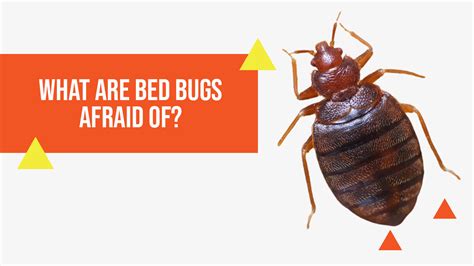 What Are Bed Bugs Afraid Of Heattech Pest Control