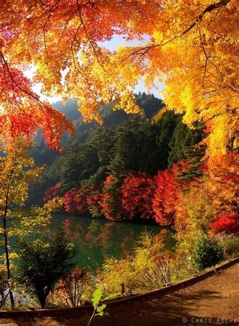 20 Most Beautiful Trees Around The World For Your Inspiration Fall