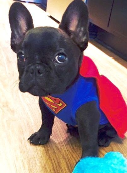 The french bulldog is a small sized domestic breed that was an outcome of crossing the ancestors of bulldog brought over from england with the local. Top 10 Easy DIY Dog Costumes To Dress Up Your Pet [VIDEOS ...
