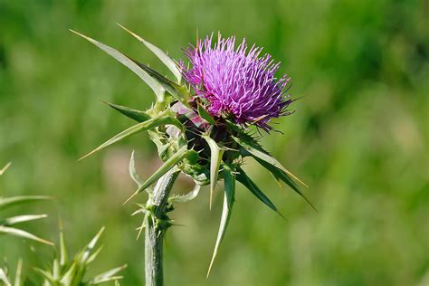 How Can I Control Thistle In A Lawn Gardening And Landscaping Stack