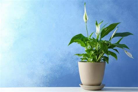 Peace Lily Meaning And Symbolism Essential Guide Petal Republic