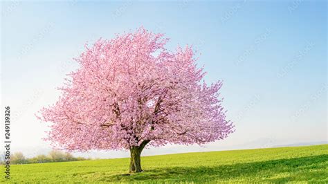 Flowering Sakura Tree Cherry Blossom Single Tree On The Horizon With