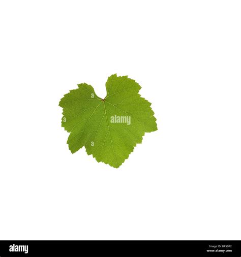 Vine Leaf On White Background Stock Photo Alamy