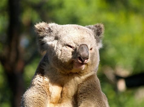 Cute Animals Animals Koala Bear