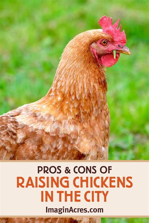 The Pros And Cons Of Raising Chickens In The City Chickens Backyard