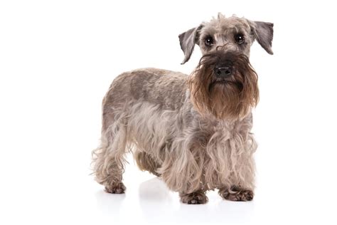 Cesky Terrier Dog Breed Information Rare Dog Breeds Rare Dogs Akc