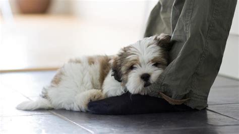 What To Do When Your Puppy Wont Stop Biting Your Pant Legs Shih Tzu