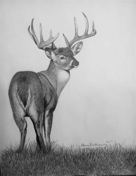 Whitetail Buck Drawing At Explore