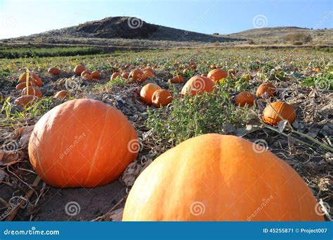 Beautiful Pumpkin Patch With Blue Sky In Autumn Stock Image Image Of