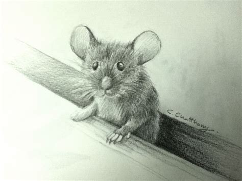 A Pencil Drawing Of A Mouse Sitting On A Ledge