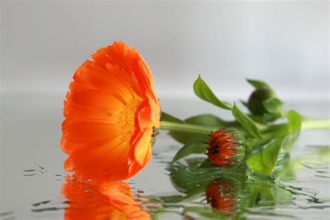Free Images Water Flower Petal Bloom Wet Orange