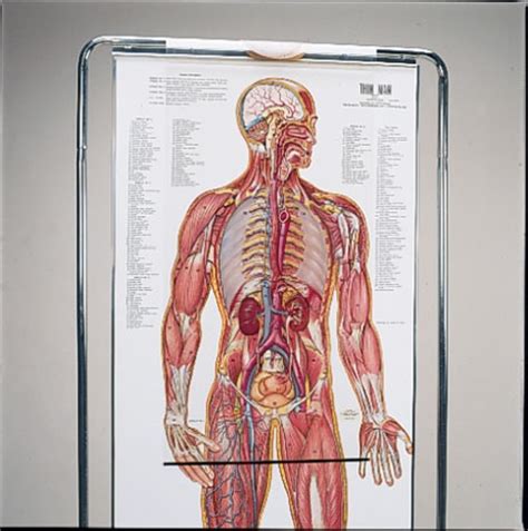 Simply choose the topic you need to revise. Thin Man Giant Anatomy Overlay Anatomical Chart - Anatomy Models and Anatomical Charts