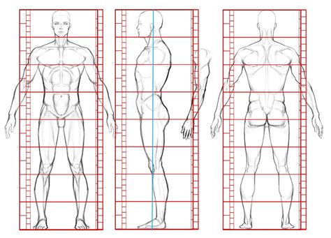 Human Male Turnaround Proportionsanatomy Turnaround View Anatomy