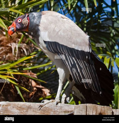 King Vulture Sarcoramphus Papa Stock Photo Alamy