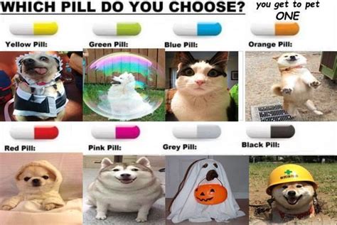 Doggo Edition Choose One Pill Know Your Meme