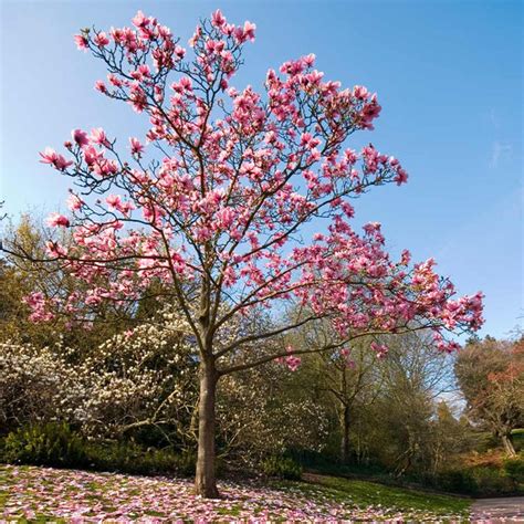 Ann Magnolia Trees For Sale