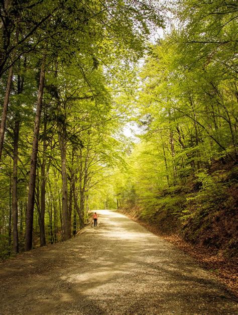 Ein Weg Im Wald Creative Commons Bilder