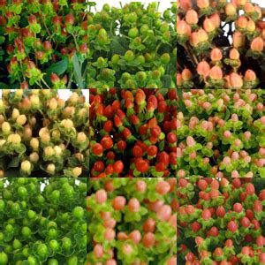 Christmas wedding bouquets winter wedding flowers wedding colors bouquet wedding fall flowers november wedding flowers winter weddings winter wedding drinks small winter wedding. Hypericum Berries Assorted Colors
