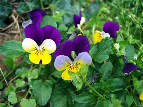 Wild Pansy Viola Tricolor Nen Gallery