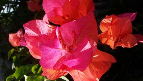 Fleas are minuscule, wingless insects that are easily identifiable by their mighty leap and very itchy bites. How to Keep Bugs Away From Bougainvillea Leaves | Garden ...