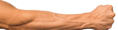 Forearm Series Increases Muscle Size And Strength Infinity Fitness